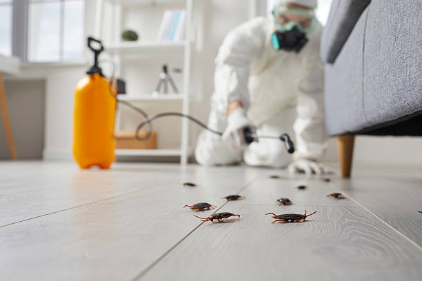 Trusted Cockroach Control service in Jordan, MN - Nex Pest Control